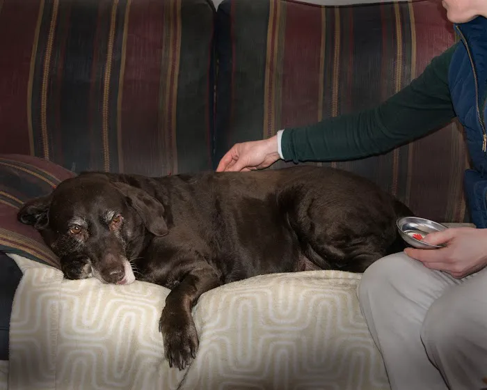 Tailored Veterinary Care Picture 5