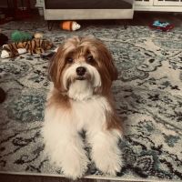 Bethel Village Square Animal Hospital ico