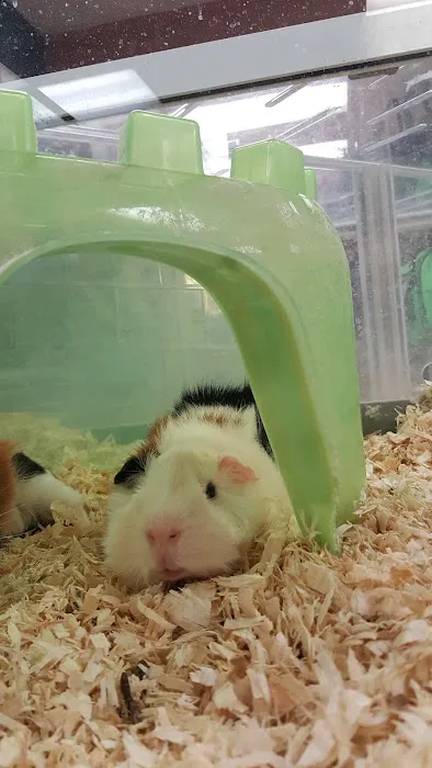 LC Pets, LLC Picture 8