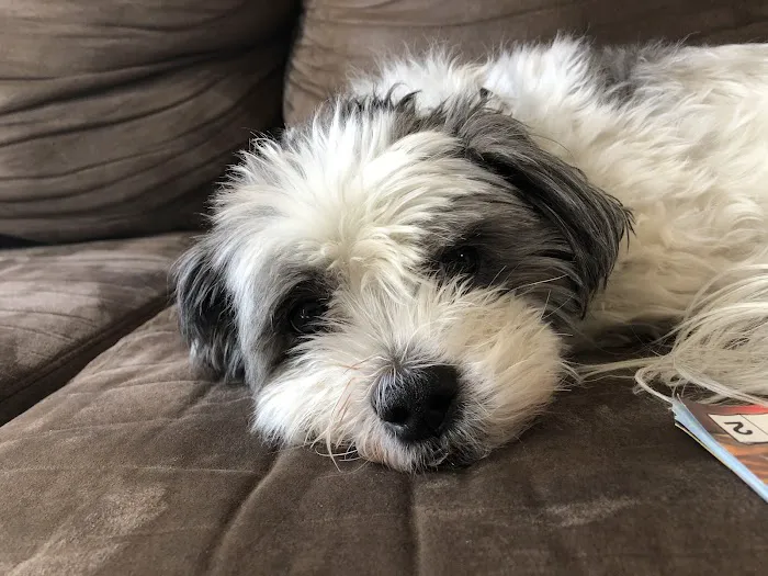 LC Pets, LLC Picture 2