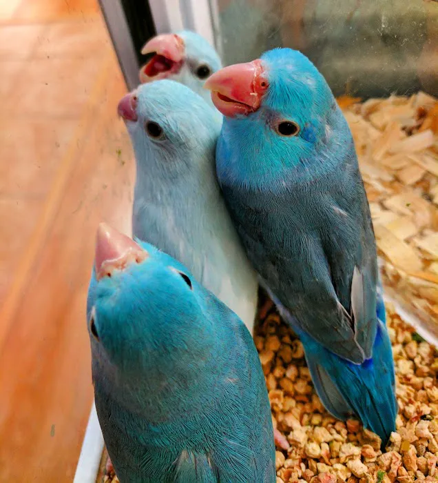 LC Pets, LLC Picture 7