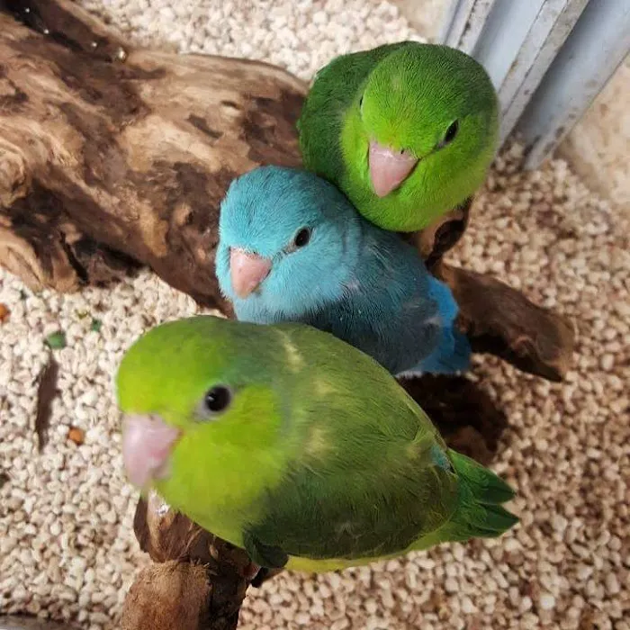 LC Pets, LLC Picture 3