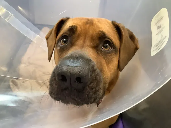 Guardian Veterinary Specialists Picture 2