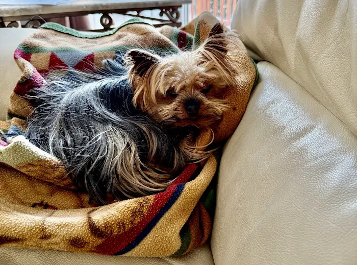 Guardian Veterinary Specialists Picture 8