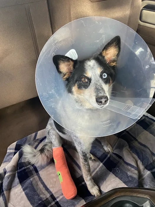 Guardian Veterinary Specialists Picture 7