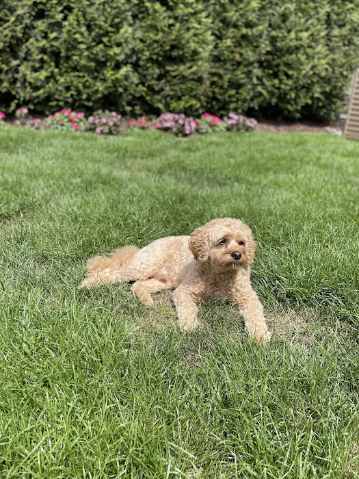 Guardian Veterinary Specialists Picture 6