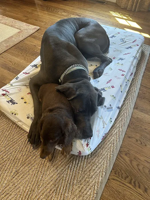 Guardian Veterinary Specialists Picture 3