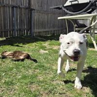 Brewster Veterinary Hospital ico