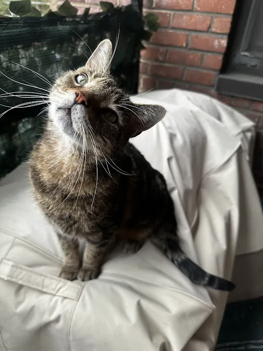 Comforting Care Veterinary Services Picture 1