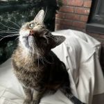 Comforting Care Veterinary Services