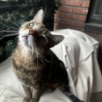 Comforting Care Veterinary Services ico