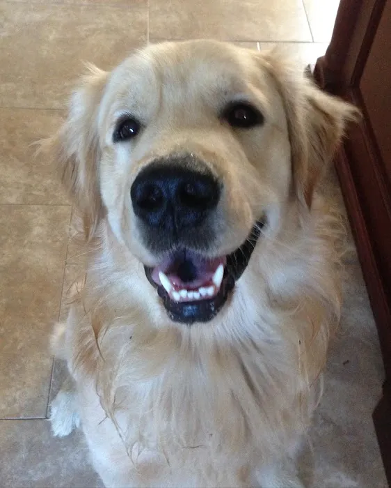 Comforting Care Veterinary Services Picture 6