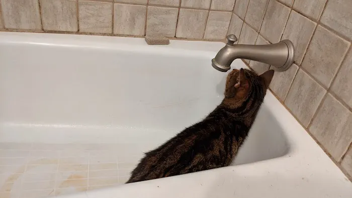 Comforting Care Veterinary Services Picture 10