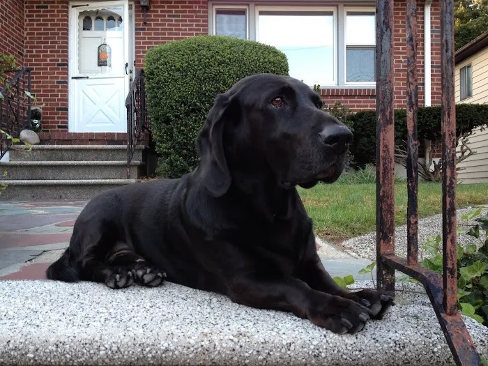 Comforting Care Veterinary Services Picture 2