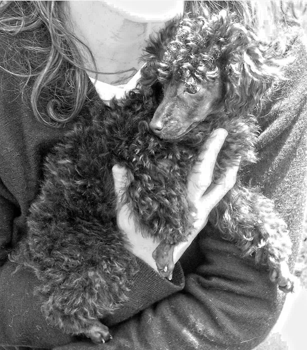 Comforting Care Veterinary Services Picture 5