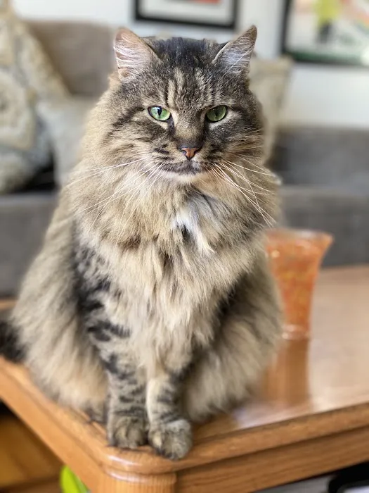 Comforting Care Veterinary Services Picture 4