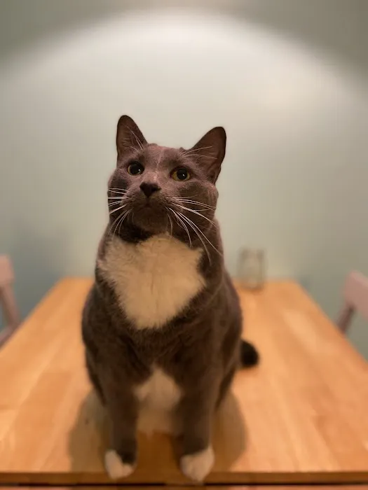 Comforting Care Veterinary Services Picture 7