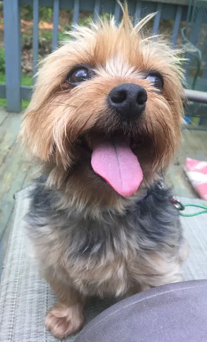 Comforting Care Veterinary Services Picture 8