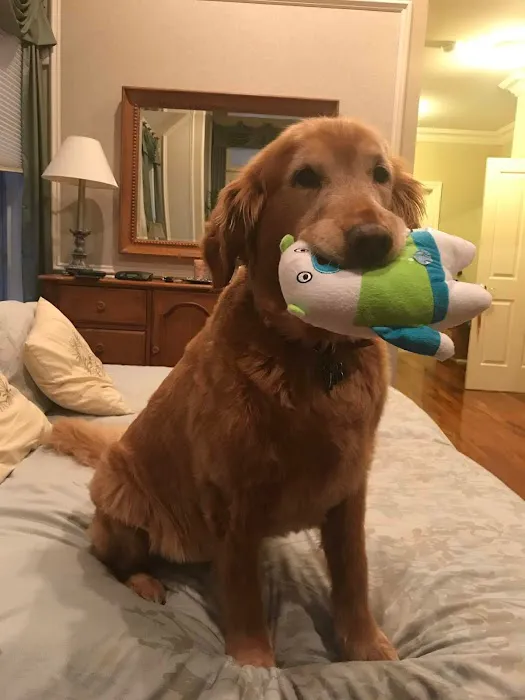 Comforting Care Veterinary Services Picture 3