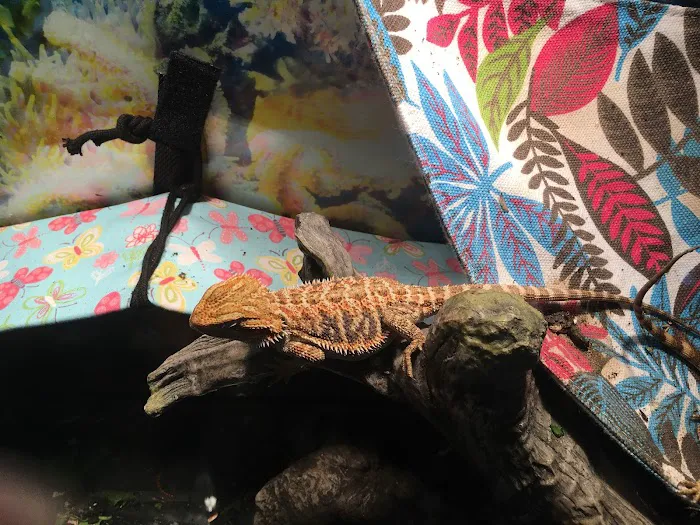 Buggzy’s Beardies Picture 2