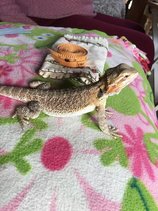 Buggzy’s Beardies Picture 3