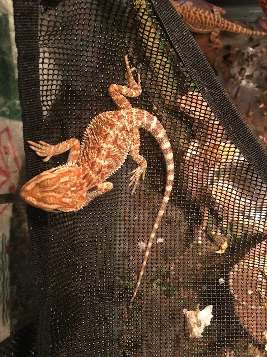 Buggzy’s Beardies Picture 6