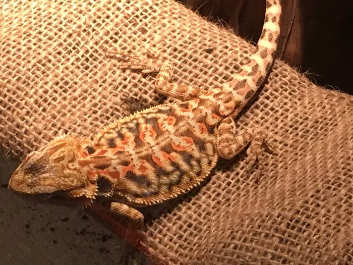 Buggzy’s Beardies Picture 10