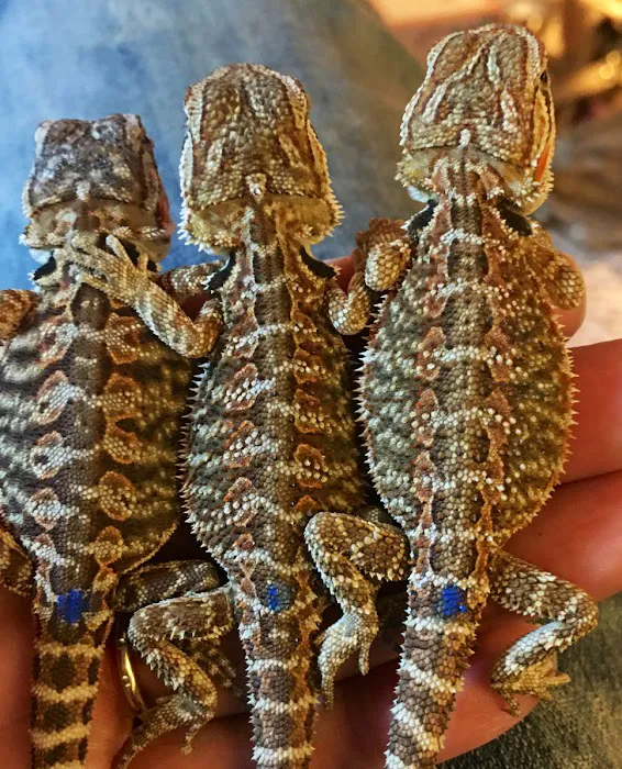 Buggzy’s Beardies Picture 9