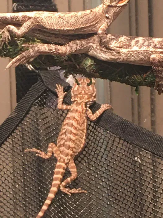 Buggzy’s Beardies Picture 7