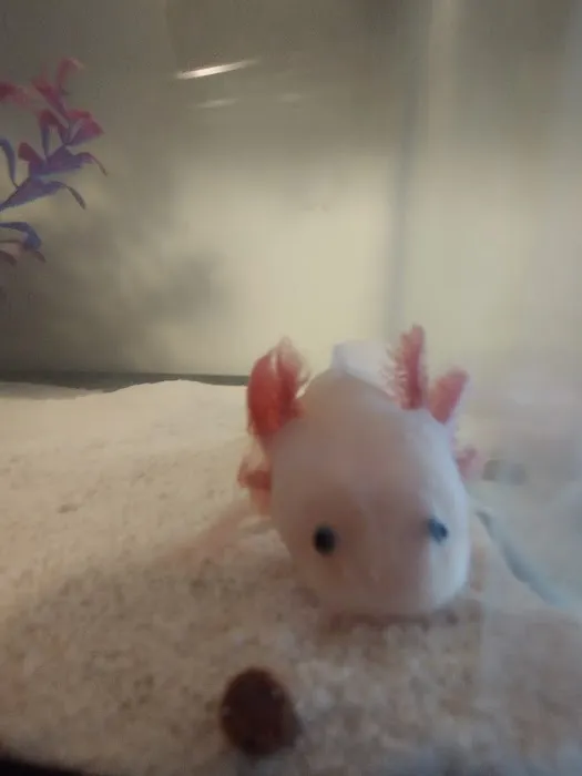 Badgerland Saltwater Picture 3