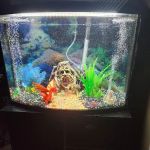 Badgerland Saltwater