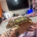 Petco