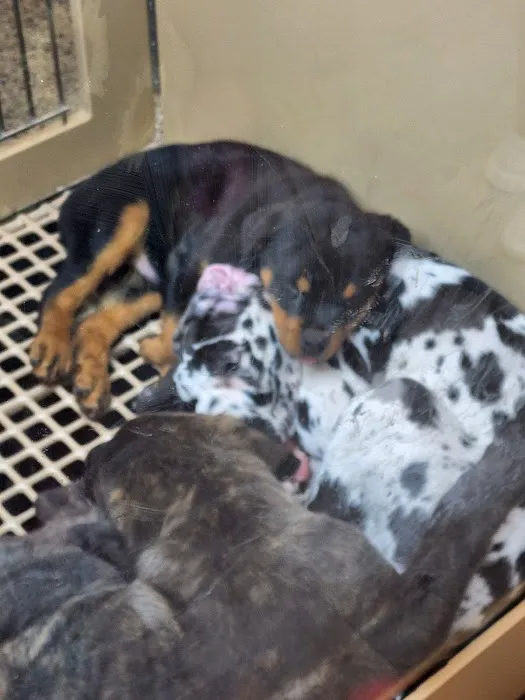 Petland Janesville Picture 4