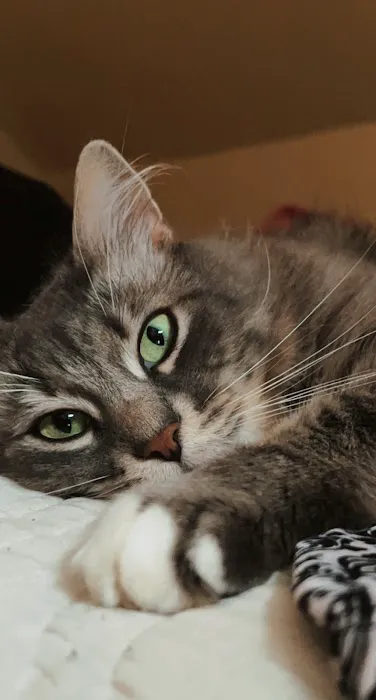 Mill Plain Veterinary Clinic Picture 7