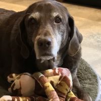 Mill Plain Veterinary Clinic ico