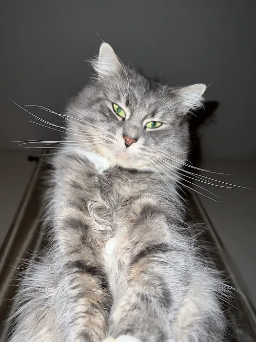 Mill Plain Veterinary Clinic Picture 5