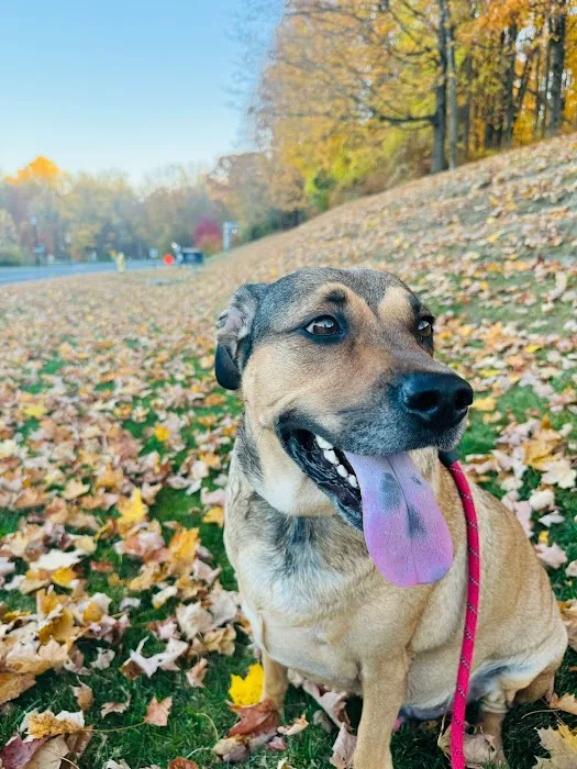 Mill Plain Veterinary Clinic Picture 4