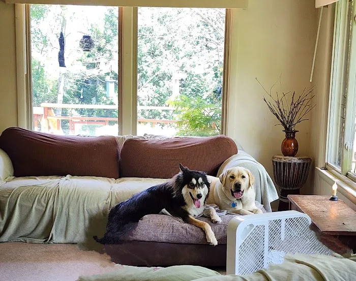 Spirit of Love Pet Care Picture 1