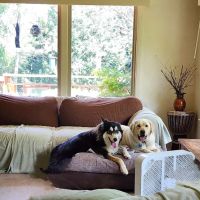 Spirit of Love Pet Care ico