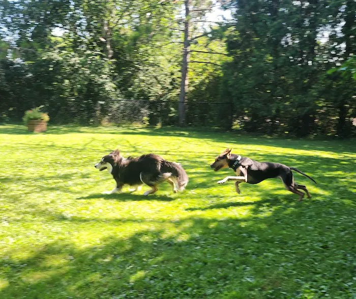 Spirit of Love Pet Care Picture 5