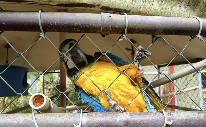 Midwest Macaws Picture 1