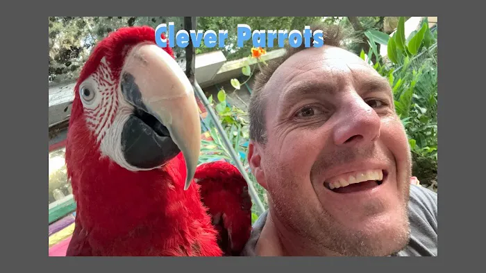 Midwest Macaws Picture 2