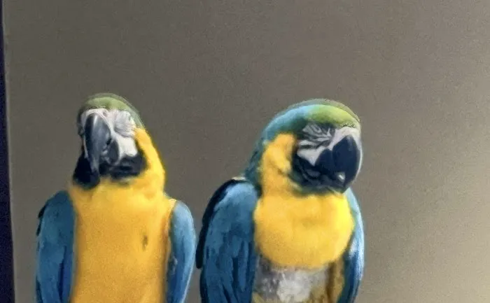 Midwest Macaws Picture 3