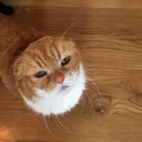 Southport Veterinary Center ico