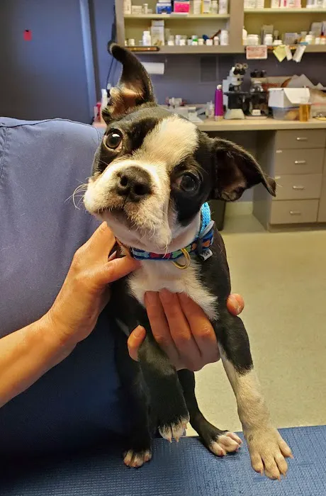 Southport Veterinary Center Picture 10