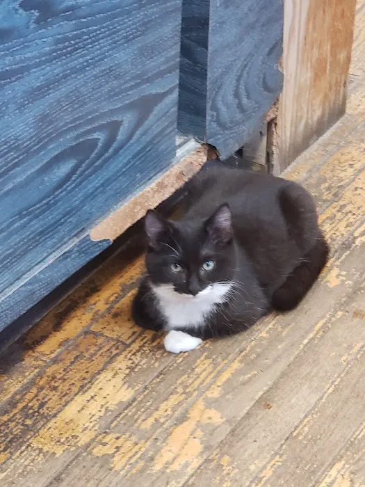 Carmel Animal Hospital Picture 1