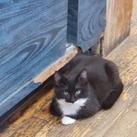 Carmel Animal Hospital ico