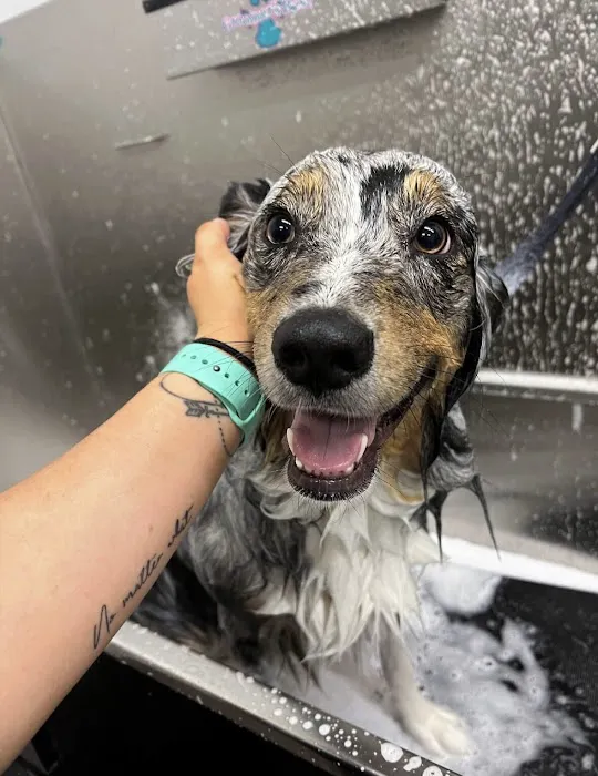 Pet Supplies Plus West Bend Picture 4