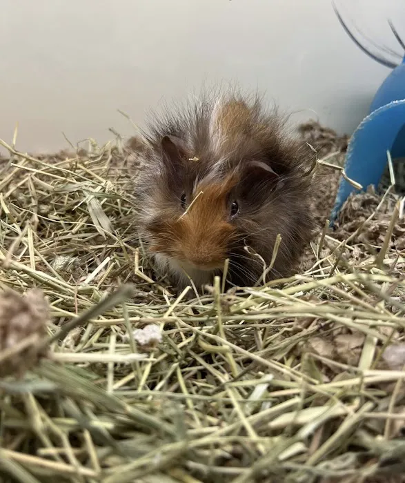 Pet Supplies Plus West Bend Picture 7