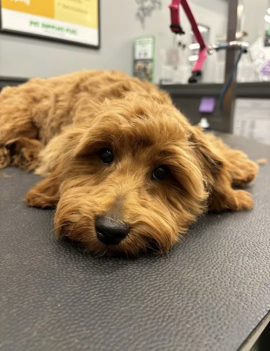 Pet Supplies Plus West Bend Picture 1